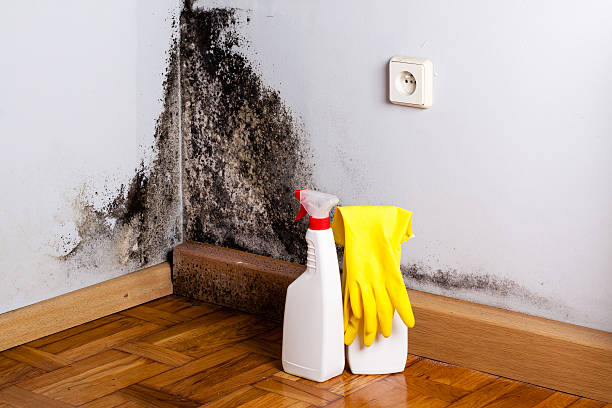 Best Kitchen Mold Remediation in Elkhorn City, KY